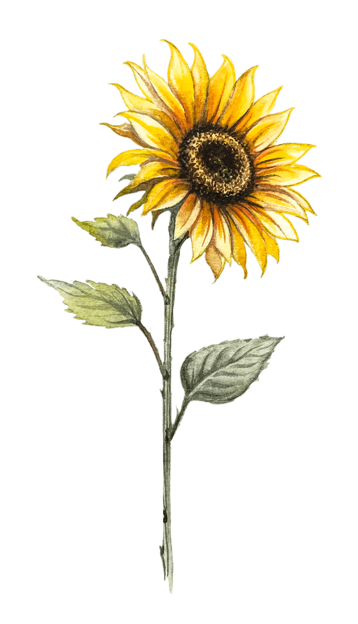 cartinha
